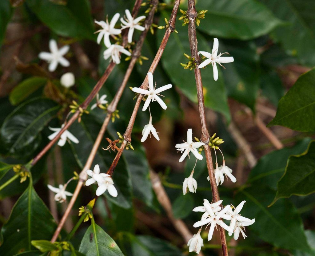 Where does coffee come from? - L'Arbre à Café