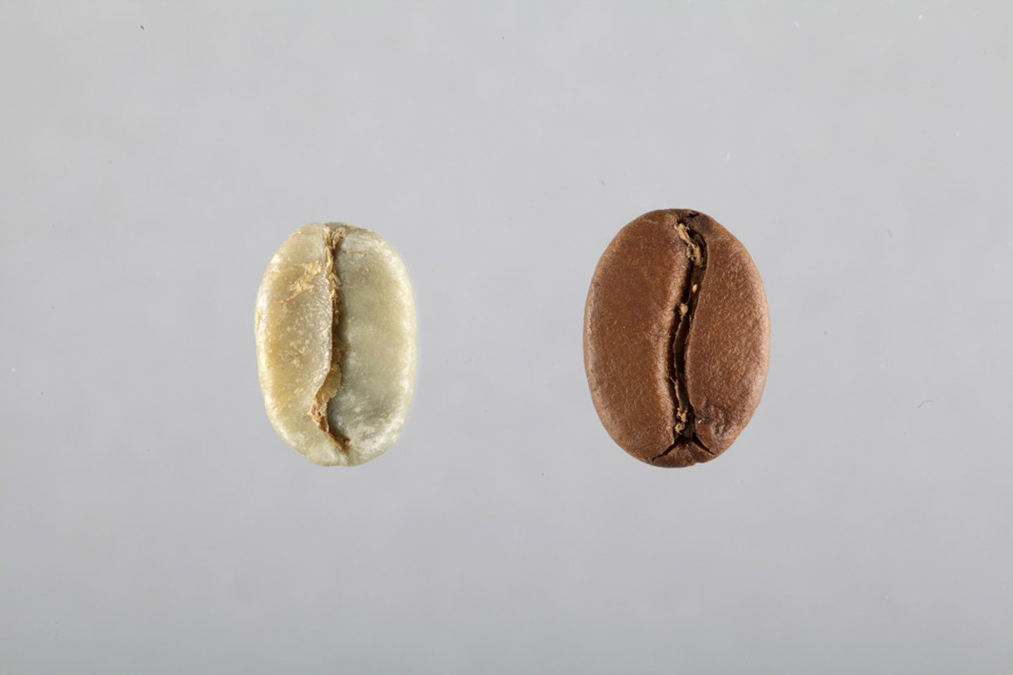 [Practical Guide] - All about coffee roasting - L'Arbre à Café