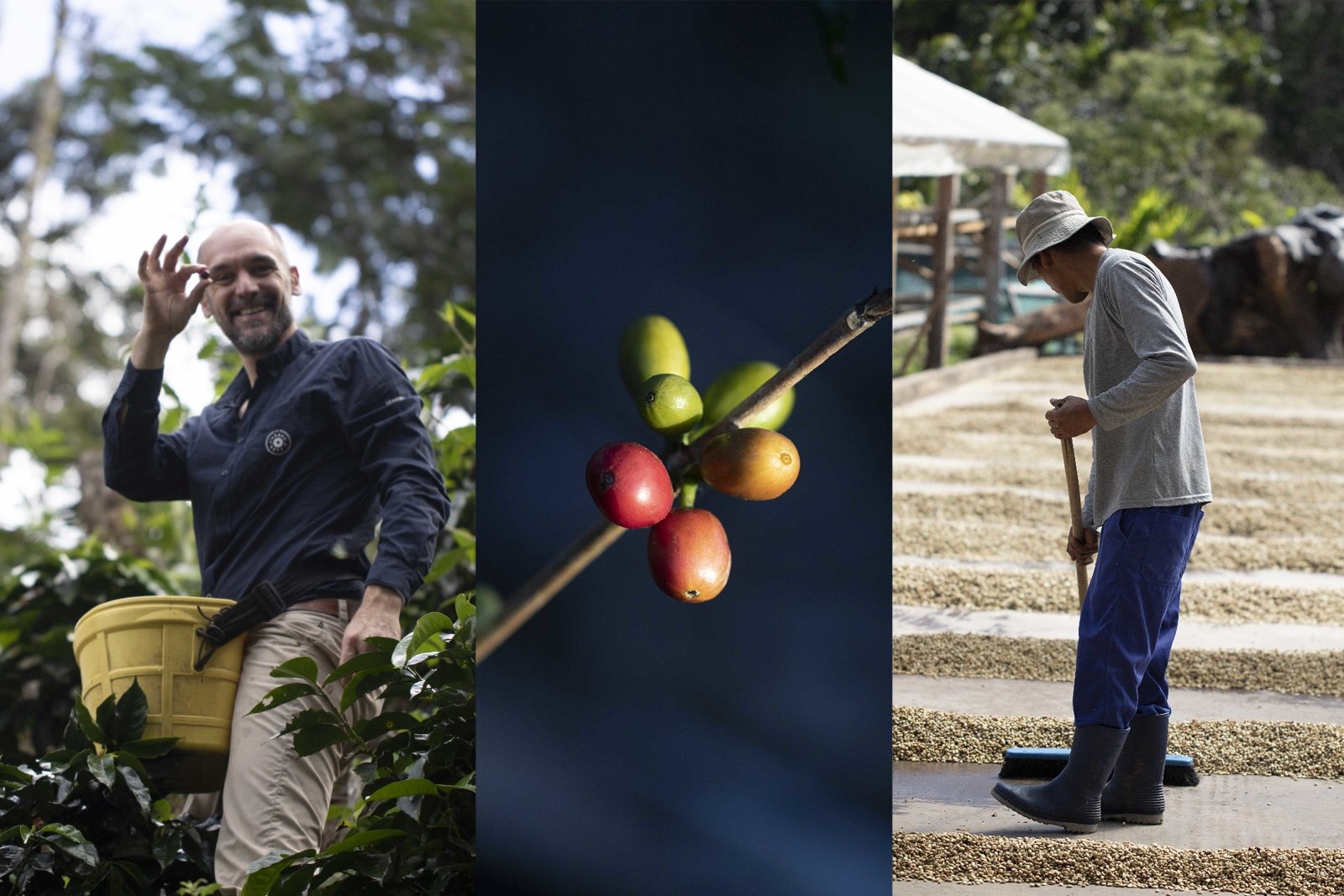 L'Abre à Café joins the B-Corp movement - L'Arbre à Café