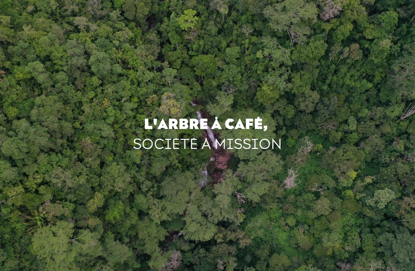 L'Arbre à Caféa company with a mission - L'Arbre à Café