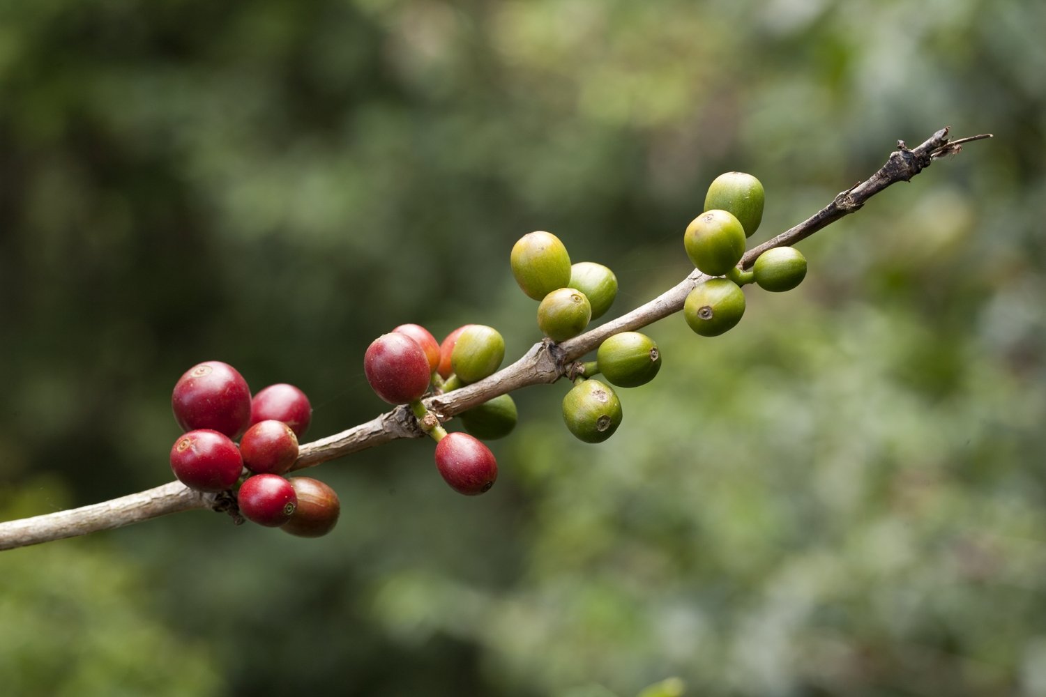 L'Arbre à Café releases the first Demeter certified blend! - L'Arbre à Café