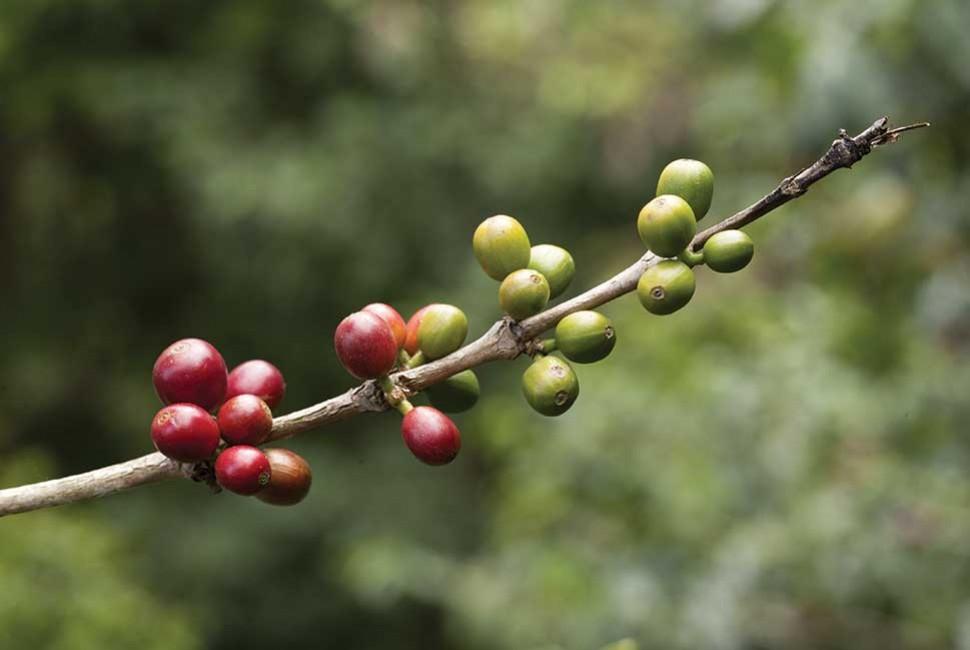 Sex and Coffee - L'Arbre à Café