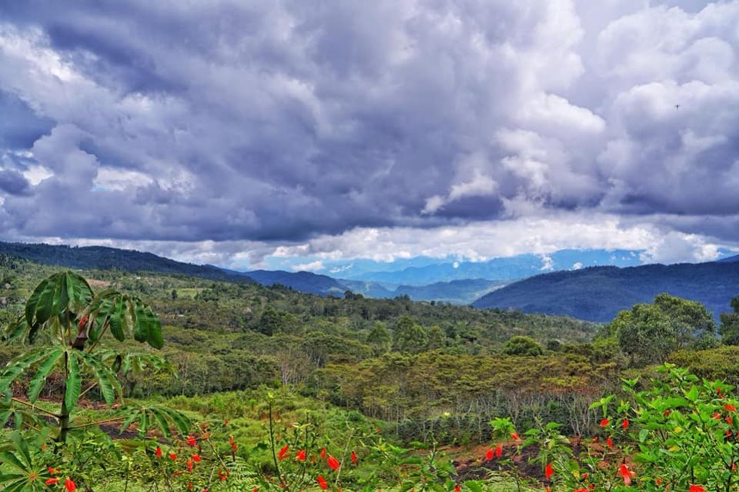 Why can't there ever be good coffee without a forest? - L'Arbre à Café