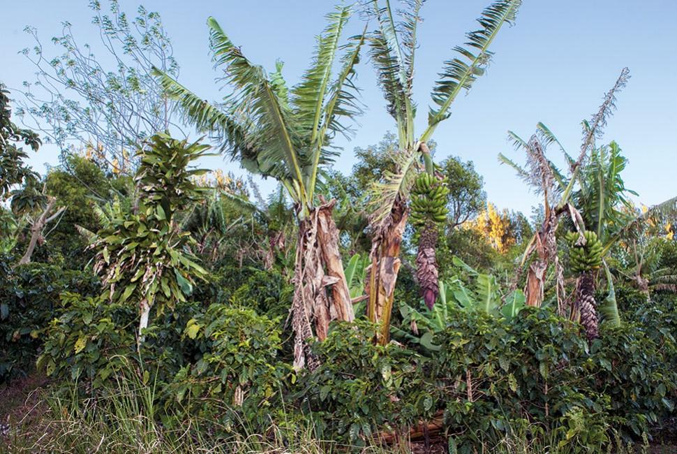 Why is L'Arbre à Café invested in biodynamics? - L'Arbre à Café