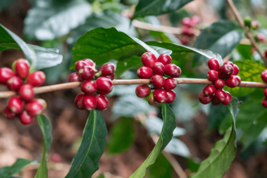 Why will coffee never be "cheap" again? - L'Arbre à Café