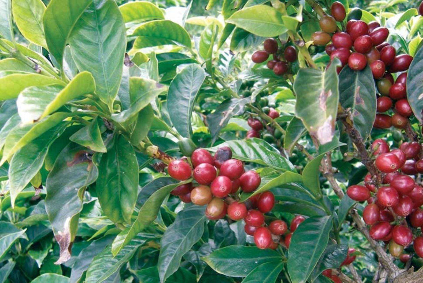 What is the most expensive coffee in the world? - L'Arbre à Café