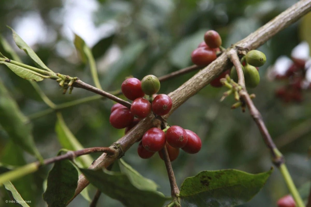 Biodynamic coffee - L'Arbre à Café