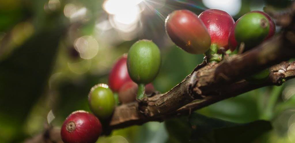 Decaffeinated coffee L'Arbre à Café