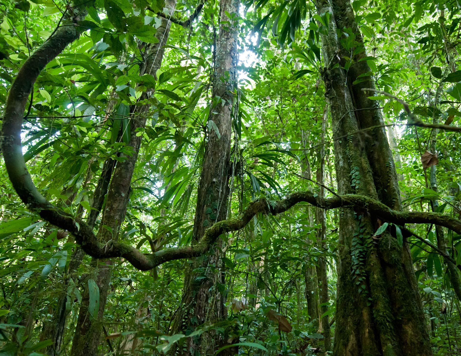 Coffee from Brazil | L'Arbre à Café