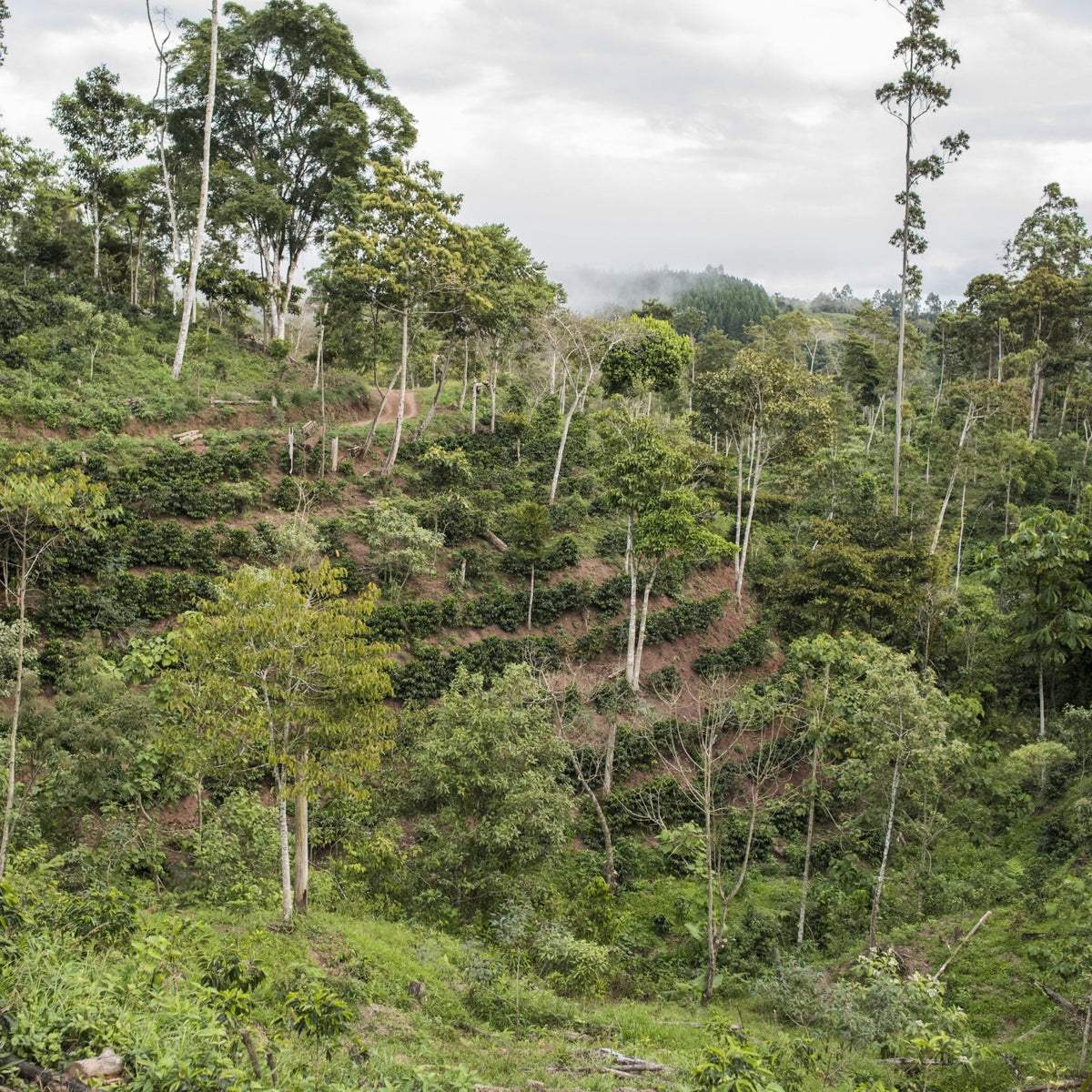 Mariposa Monarca - Coffee - L'Arbre à Café