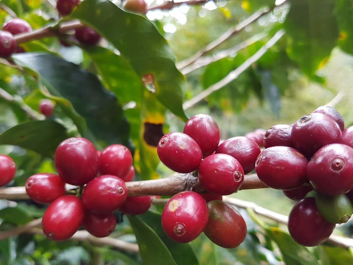 Blue Mariposa - Coffee - L'Arbre à Café