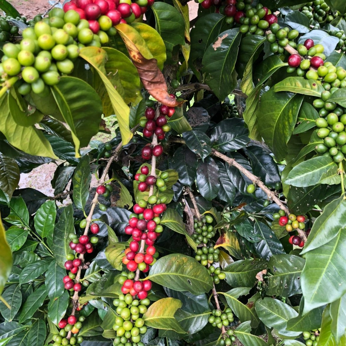 Canopy - Coffee - L'Arbre à Café