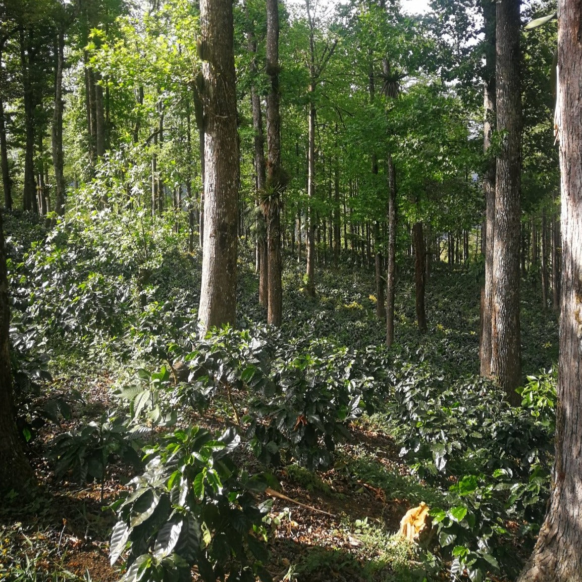 Canopy - Coffee - L'Arbre à Café