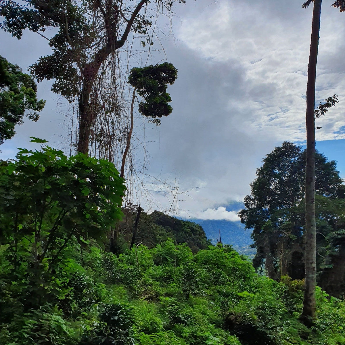 Catuai d'Elida - Coffee - L'Arbre à Café