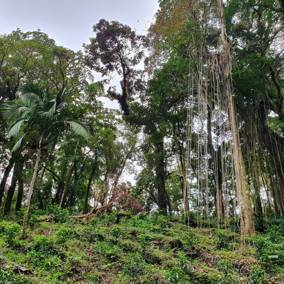 Catuai d'Elida - Coffee - L'Arbre à Café