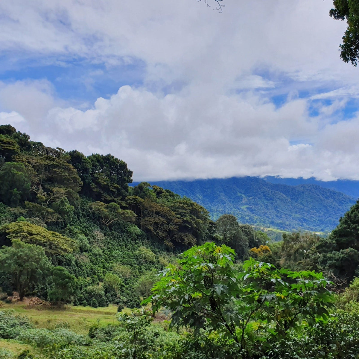 Catuai d'Elida - Coffee - L'Arbre à Café