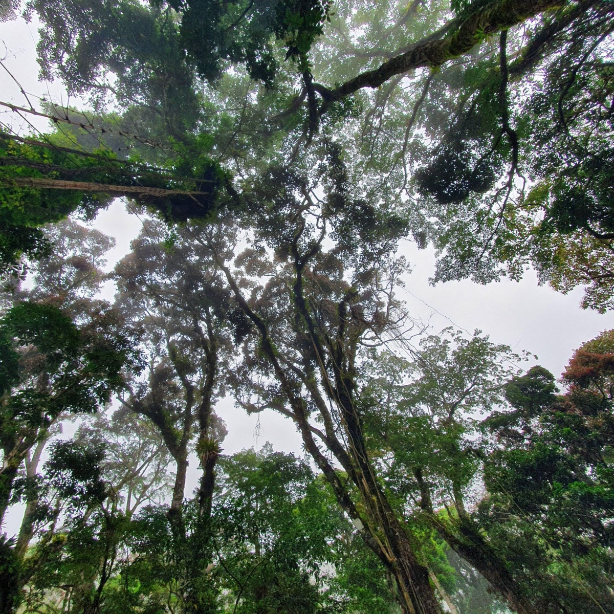 Catuai d'Elida - Coffee - L'Arbre à Café